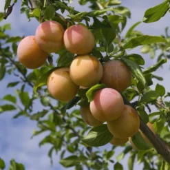 Lei-Pruim (Prunus Domestica 'Reine Claude' D'Oullins')