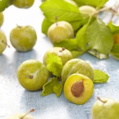 Pruimenboom (Prunus Domestica 'Reine Claude Verte')