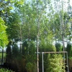 Amandelboom (Prunus Dulcis) -Aanbiedingen Tuin Vitaal Winkel prunus dulcis 16 18ho cont