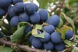 Pruimenboom (Prunus Domestica 'Hauszwetsche') 1 Pruimenboom (Prunus Domestica 'Hauszwetsche')