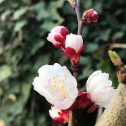 Abrikozenboom (Prunus Armeniaca) 10 Abrikozenboom (Prunus Armeniaca) -Aanbiedingen Tuin Vitaal Winkel prunusarmeniaca abrikoos