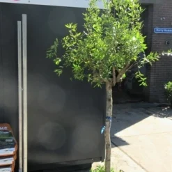 Granaatappel Op Stam (Punica Granatum) -Aanbiedingen Tuin Vitaal Winkel punica01