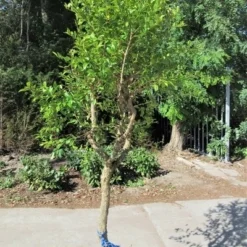 Granaatappel Op Stam (Punica Granatum) -Aanbiedingen Tuin Vitaal Winkel punica03