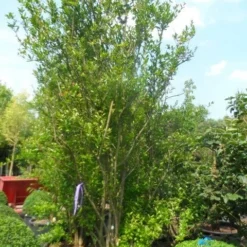 Granaatappel Als Struik (Punica Granatum) -Aanbiedingen Tuin Vitaal Winkel punica granatum 250 300 c285 meerstammig