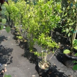 Granaatappel Als Struik (Punica Granatum) -Aanbiedingen Tuin Vitaal Winkel punica granatum 80 100 125 c12