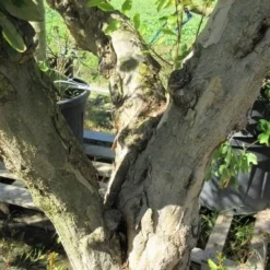 Granaatappel Op Stam (Punica Granatum) -Aanbiedingen Tuin Vitaal Winkel punicaoud03 1