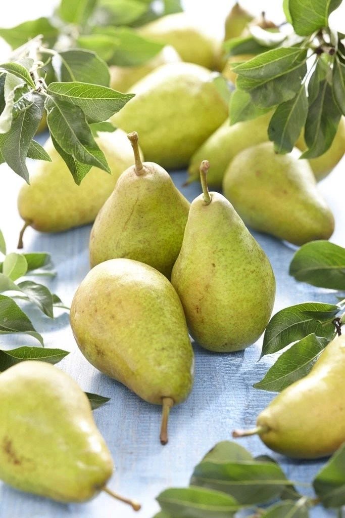 Lei-Peer (Pyrus Communis 'Bonne Louise D'Avranches') 1 Lei-Peer (Pyrus Communis 'Bonne Louise D'Avranches')