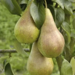 Perenboom (Pyrus Communis 'Concorde')