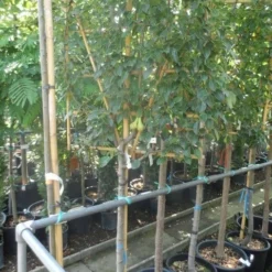 Lei-peer (Pyrus Communis 'Conference') -Aanbiedingen Tuin Vitaal Winkel pyrus communis eetpeer halfstam leivorm 1