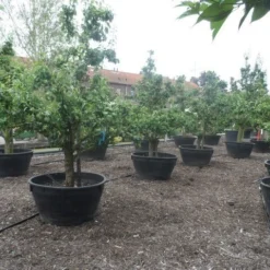 Wilde Perenboom (Pyrus Communis) -Aanbiedingen Tuin Vitaal Winkel pyrus communis eetpeer in soorten oude vormboom c500