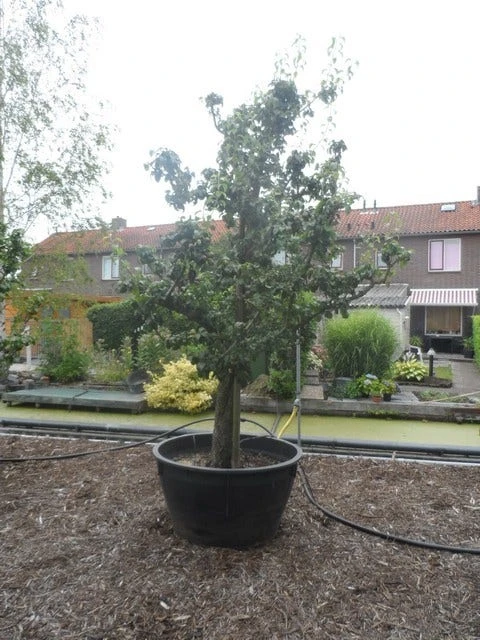 Wilde Perenboom (Pyrus Communis) - Afbeelding 11