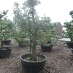 Wilde Perenboom (Pyrus Communis) -Aanbiedingen Tuin Vitaal Winkel pyrus communis eetpeer in soorten oude vormboom c500 5