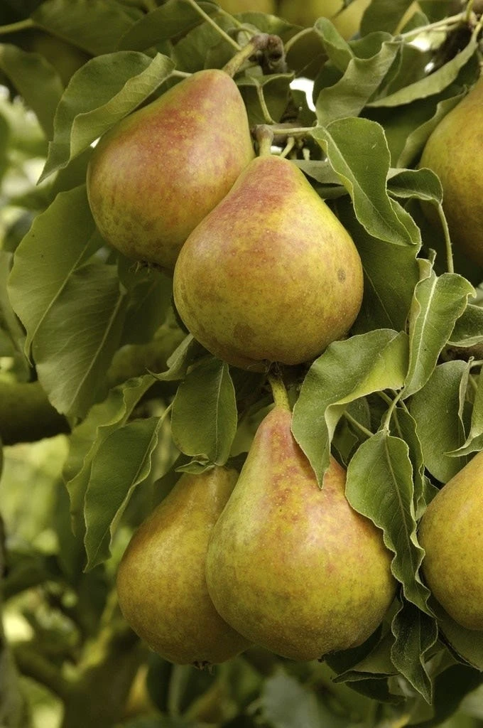 Lei-Peer (Pyrus Communis 'Gieser Wildeman') 1 Lei-Peer (Pyrus Communis 'Gieser Wildeman')