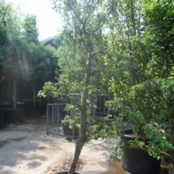 Perenboom (Pyrus Communis 'Gieser Wildeman') -Aanbiedingen Tuin Vitaal Winkel pyrus communis gieser wildeman 250 300 c150