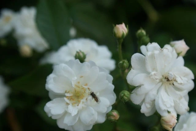 Miniklimroos (Rosa 'Guirlande D'Amour') 5 Miniklimroos (Rosa 'Guirlande D'Amour') - Afbeelding 5