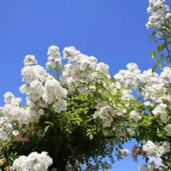 Miniklimroos (Rosa 'Guirlande D'Amour') 13 Miniklimroos (Rosa 'Guirlande D'Amour') -Aanbiedingen Tuin Vitaal Winkel rosa guirlande d amour 2 2