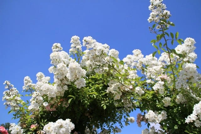 Miniklimroos (Rosa 'Guirlande D'Amour') 7 Miniklimroos (Rosa 'Guirlande D'Amour') - Afbeelding 7