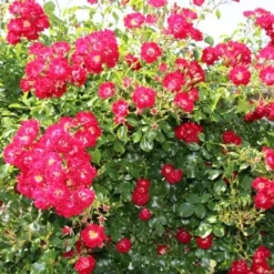 Miniklimroos (Rosa 'Rambling Rosie') -Aanbiedingen Tuin Vitaal Winkel rosa rambling rosie 2