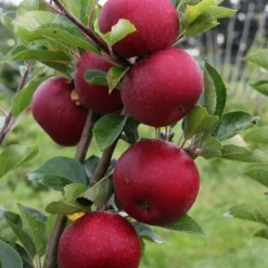 Appelboom (Malus Domestica 'Rosette') -Aanbiedingen Tuin Vitaal Winkel rosette vruchten