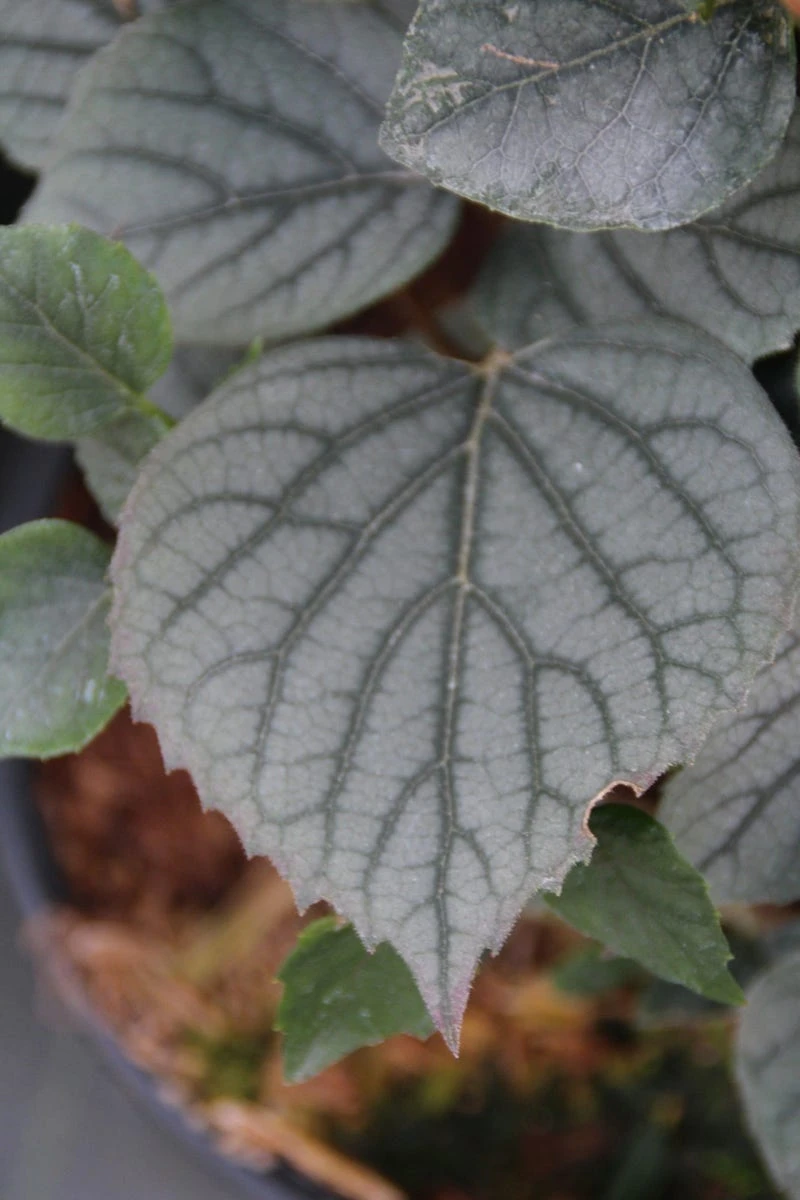 Valse Klimhortensia (Schizophragma Hydrageoides 'Moonlight') 2 Valse Klimhortensia (Schizophragma Hydrageoides 'Moonlight') - Afbeelding 2
