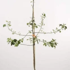 Appelboom (Malus Domestica 'Schone Van Boskoop') -Aanbiedingen Tuin Vitaal Winkel schone van b 1