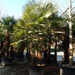 Winterharde Palm Meerstammig (Trachycarpus Fortunei) -Aanbiedingen Tuin Vitaal Winkel trachycarpus fortunei 3 stammig