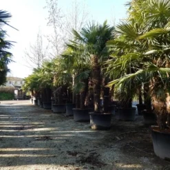 Winterharde Palm Meerstammig (Trachycarpus Fortunei) -Aanbiedingen Tuin Vitaal Winkel trachycarpus fortunei 3 stammig 2