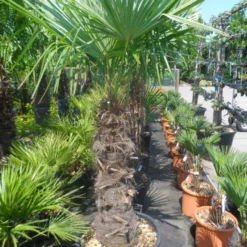 Winterharde Palm (Trachycarpus Fortunei) -Aanbiedingen Tuin Vitaal Winkel trachycarpus fortunei 80 100stam