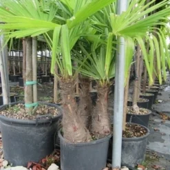 Winterharde Palm Meerstammig (Trachycarpus Fortunei) -Aanbiedingen Tuin Vitaal Winkel trachycarpus fortunei multistam