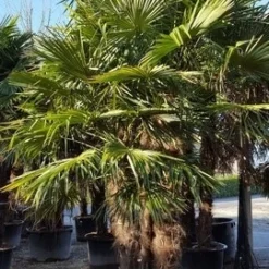 Winterharde Palm Meerstammig (Trachycarpus Fortunei) -Aanbiedingen Tuin Vitaal Winkel trachycarpus meerstammig