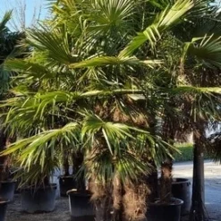 Winterharde Palm Meerstammig (Trachycarpus Fortunei) -Aanbiedingen Tuin Vitaal Winkel trachycarpus meerstammig 2