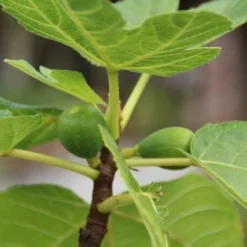 Vijg Als Solitair (Ficus Carica) 14 Vijg Als Solitair (Ficus Carica) -Aanbiedingen Tuin Vitaal Winkel vijg 1 1