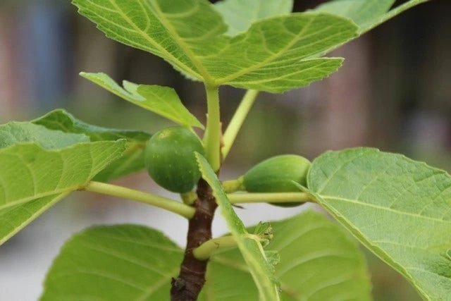 Vijg Als Solitair (Ficus Carica) 7 Vijg Als Solitair (Ficus Carica) - Afbeelding 7