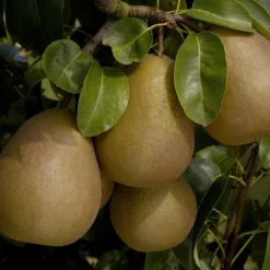 Aanbiedingen Tuin Vitaal Winkel 4 Perenboom (Pyrus Communis 'Beurre Hardy')