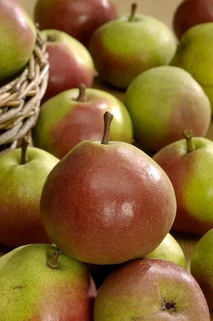 Perenboom (Pyrus Communis 'Zoete Brederode') 2 Perenboom (Pyrus Communis 'Zoete Brederode') - Afbeelding 2