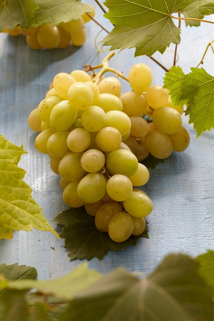 Witte Druif (Vitis Vinifera 'Italia') 1 Witte Druif (Vitis Vinifera 'Italia')
