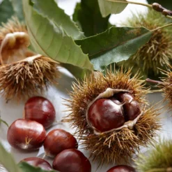 Tamme Kastanje Als Halfstam (Castanea Sativa) -Aanbiedingen Tuin Vitaal Winkel visi121584 1