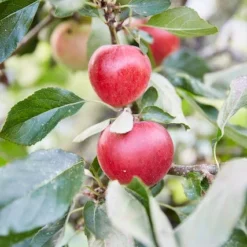 Aanbiedingen Tuin Vitaal Winkel 30 Appelboom (Malus Domestica 'Katja')