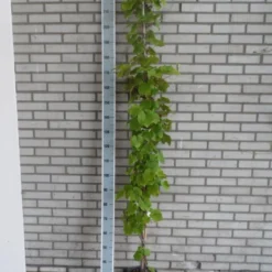 Sierdruif (Vitis Coignetiae) 6 Sierdruif (Vitis Coignetiae) -Aanbiedingen Tuin Vitaal Winkel vitis coignetiae 175 200 c10