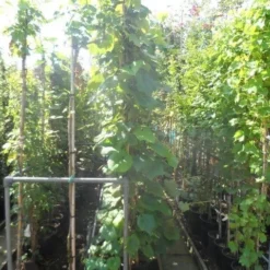 Sierdruif (Vitis Coignetiae) 7 Sierdruif (Vitis Coignetiae) -Aanbiedingen Tuin Vitaal Winkel vitis coignetiae 200 250 300 c20