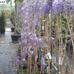 Blauwe Regen (Wisteria Sinensis 'Prolific') -Aanbiedingen Tuin Vitaal Winkel wisteria 1