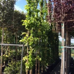 Blauwe Regen (Wisteria Sinensis 'Prolific') -Aanbiedingen Tuin Vitaal Winkel wisteria 300 400