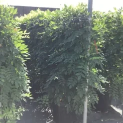 Blauwe Regen Als Leivorm (Wisteria Brachybotrys 'Yokohama Fuji') 12 Blauwe Regen Als Leivorm (Wisteria Brachybotrys 'Yokohama Fuji') -Aanbiedingen Tuin Vitaal Winkel wisteria lage leivorm 2