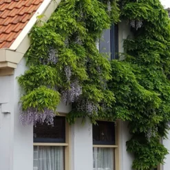 Blauwe Regen (Wisteria Sinensis 'Prolific') -Aanbiedingen Tuin Vitaal Winkel wisteria sin. prolific