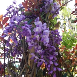 Blauwe Regen (Wisteria Sinensis 'Prolific') -Aanbiedingen Tuin Vitaal Winkel wisteria sin. prolific 2