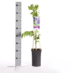 Blauwe Regen (Wisteria Sinensis) 11 Blauwe Regen (Wisteria Sinensis) -Aanbiedingen Tuin Vitaal Winkel wisteria sinensis