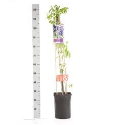 Blauwe Regen (Wisteria Sinensis) 10 Blauwe Regen (Wisteria Sinensis) -Aanbiedingen Tuin Vitaal Winkel wisteria sinensis 1.00 1.25