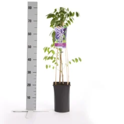 Blauwe Regen (Wisteria Sinensis 'Prolific') -Aanbiedingen Tuin Vitaal Winkel wisteria sinensis prolific