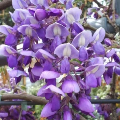 Blauwe Regen Als Leivorm (Wisteria Brachybotrys 'Yokohama Fuji') 17 Blauwe Regen Als Leivorm (Wisteria Brachybotrys 'Yokohama Fuji') -Aanbiedingen Tuin Vitaal Winkel wisteria yokohama fji