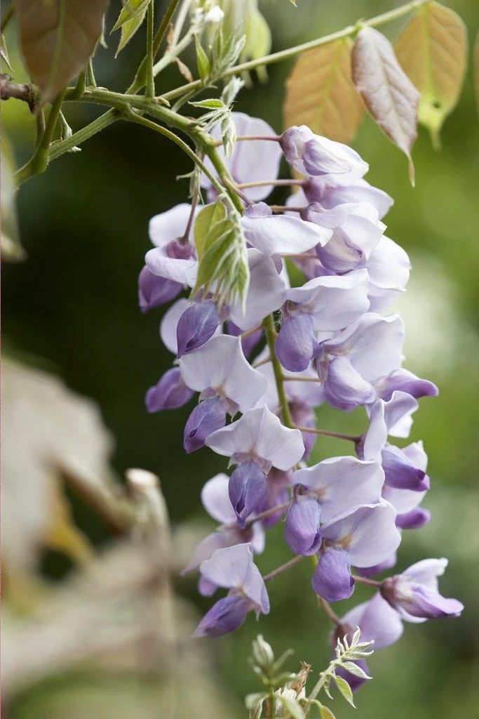 Blauweregen (Wisteria Sinensis 'Caroline') 1 Blauweregen (Wisteria Sinensis 'Caroline')